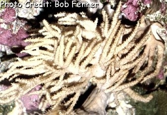  Sinularia flexibilis (Flexible Leather Coral)