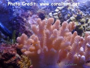  Sinularia polydactyla (Many Finger Leather Coral)