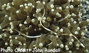  Siokunichthys nigrolineatus (White Pipefish, Mushroom-coral Pipefish)