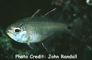  Siphamia mossambica (Sea Urchin Cardinalfish)