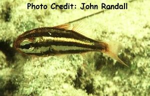  Siphamia tubifer (Tubifer Cardinalfish)
