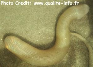  Sipunculus nudus (Giant Peanut Worm)