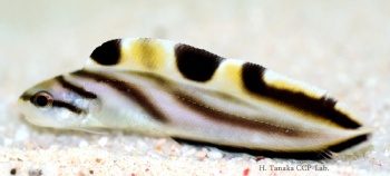  Sirembo jerdoni (Brown-banded Cusk-eel)