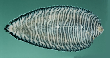  Soleichthys dori (Barred Sole)
