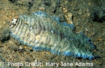  Soleichthys heterorhinos (Blacktip Sole)