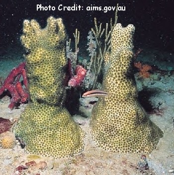  Solenastrea hyades (Finger Coral, Knobby Star Coral)