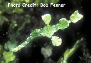  Solenostomus armatus (Armored Ghost Pipefish)