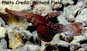  Solenostomus cyanopterus (Robust Ghost Pipefish)