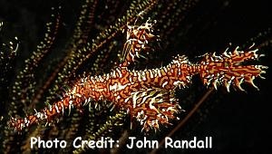  Solenostomus paradoxus (Ornate Ghost Pipefish, Harlequin Ghost Pipefish)