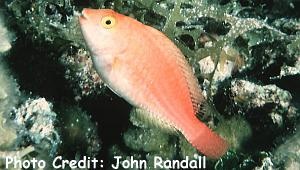  Sparisoma atomarium (Greenblotch Parrotfish)