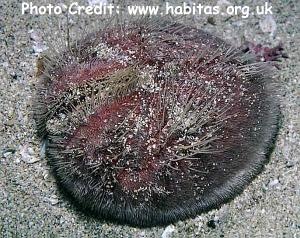  Spatangus purpureus (Purple Heart Urchin)
