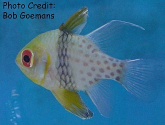  Sphaeramia nematoptera (Pajama Cardinalfish)