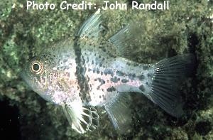  Sphaeramia orbicularis (Orbiculate Cardinalfish)