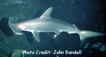  Sphyrna lewini (Scalloped Hammerhead Shark)
