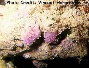  Spirastrella coccinea (Pink & Red Encrusting Sponge)