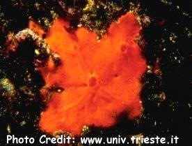  Spirastrella cunctatrix (Orange Ray Sponge)