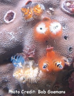  Spirobranchus corniculatus (Christmas Tree Worm)