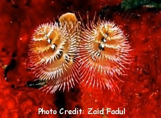  Spirobranchus giganteus (Christmas Tree Worm)