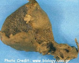  Spongia agaricia (Elephant-Ear Sponge)