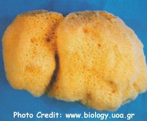  Spongia officinalis (Bath Sponge)