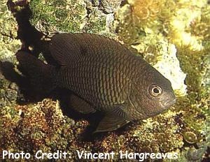  Stegastes adustus (Dusky Damselfish)