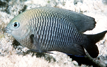  Stegastes diencaeus (Longfin Gregory, Longfin Damselfish)