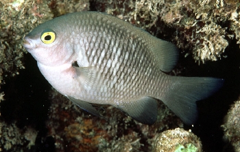  Stegastes fasciolatus (Pacific Gregory)