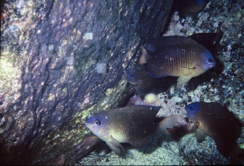  Stegastes fuscus (Brazilian Damselfish)