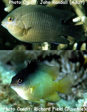 Stegastes nigricans (Dusky Farmerfish, Dusky Gregory)