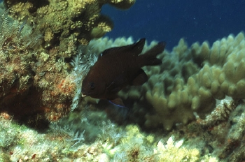  Stegastes obreptus (Western Gregory)