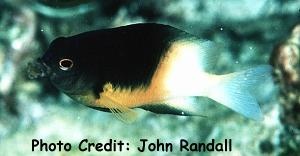  Stegastes partitus (Bicolor Damselfish, Bicolor Gregory)