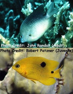  Stegastes planifrons (Threespot Damselfish)