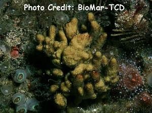  Stelligera rigida (Thick Finger Sponge)