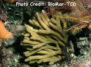  Stelligera stuposa (Branching Erect Sponge)