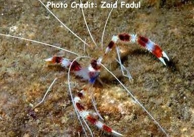  Stenopus hispidus (Banded Coral Shrimp, Boxer Shrimp)