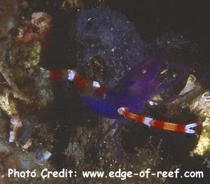  Stenopus tenuirostris (Blue Boxing Shrimp)