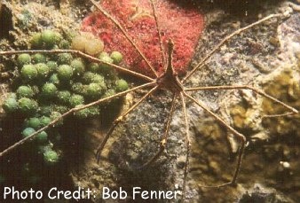  Stenorhynchus seticornis (Arrow Crab)