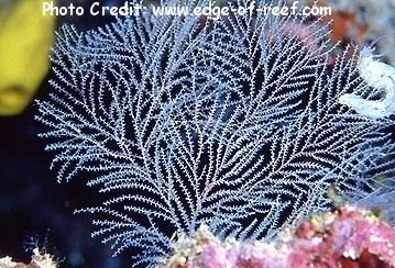  Gorgonia mariae (Sea Fan)