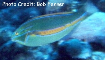  Stethojulis balteata (Belted Wrasse)