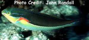  Stethojulis bandanensis (Red Shoulder Wrasse)