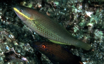  Stethojulis maculata (Japanese Wrasse)