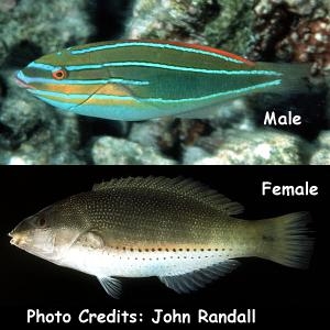  Stethojulis trilineata (Three-lined Rainbowfish)