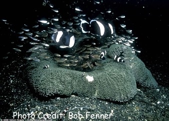  Stichodactyla haddoni (Haddon’s Sea Anemone, Carpet Anemone)