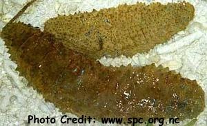  Stichopus hermanni (Hermann’s Sea Cucumber, Curryfish)