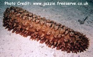  Stichopus monotuberculatus (Single-tuberculated Sea Cucumber)