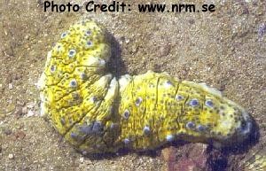  Stichopus naso (Sea Cucumber)