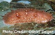  Parastichopus regalis (Bilding Sea Cucumber)