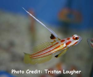  Stonogobiops yasha (Red-stripped Goby)