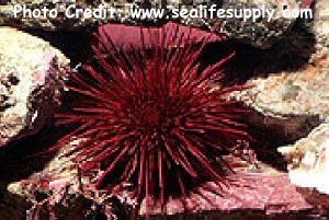  Strongylocentrotus franciscanus (Purple Urchin)