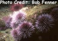 Strongylocentrotus purpuratus (Purple Sea Urchin)